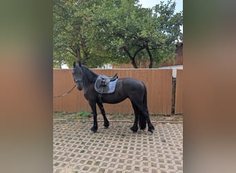 Friesen, Stute, 9 Jahre, 155 cm, Rappe