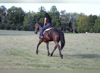 Friesen, Stute, 9 Jahre, 157 cm, Rappe