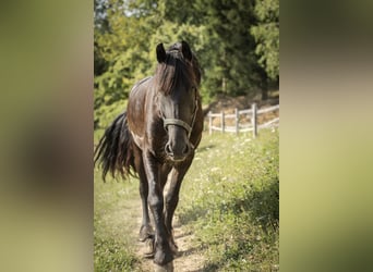 Friesen, Stute, 9 Jahre, 160 cm