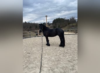 Friesen, Stute, 9 Jahre, 160 cm