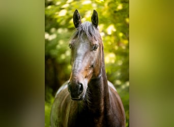 Friesen Mix, Stute, 9 Jahre, 160 cm, Dunkelbrauner