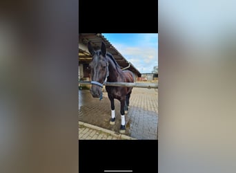 Friesen, Stute, 9 Jahre, 160 cm, Rappe