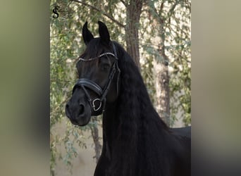 Friesen, Stute, 9 Jahre, 164 cm, Rappe