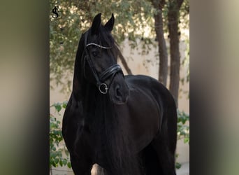 Friesen, Stute, 9 Jahre, 164 cm, Rappe