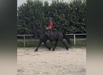 Friesen, Stute, 9 Jahre, 165 cm, Rappe