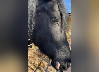 Friesen, Stute, 9 Jahre, 165 cm, Schwarzbrauner