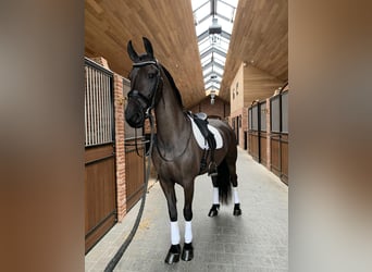 Friesen, Stute, 9 Jahre, 166 cm, Rappe