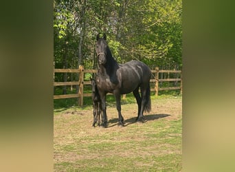 Friesen, Stute, 9 Jahre, 166 cm, Rappe