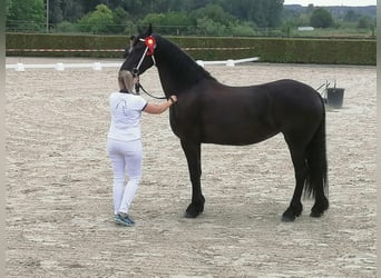 Friesen, Stute, 9 Jahre, 166 cm, Rappe