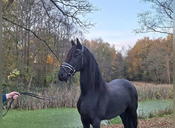 Friesen, Stute, 9 Jahre, 166 cm, Rappe