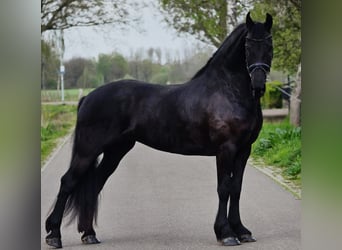 Friesen, Stute, 9 Jahre, 167 cm, Rappe