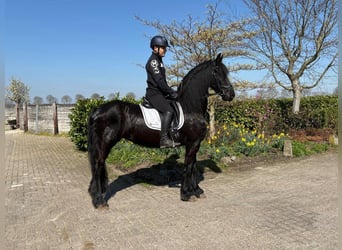 Friesen, Stute, 9 Jahre, 167 cm, Rappe