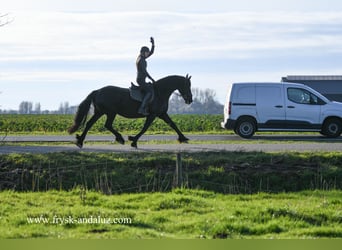 Friesen, Stute, 9 Jahre, 167 cm, Rappe