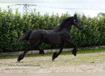 Friesen, Stute, 9 Jahre, 167 cm