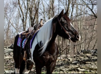Friesen, Stute, 9 Jahre, Tobiano-alle-Farben
