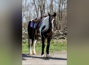 Friesen, Stute, 9 Jahre, Tobiano-alle-Farben