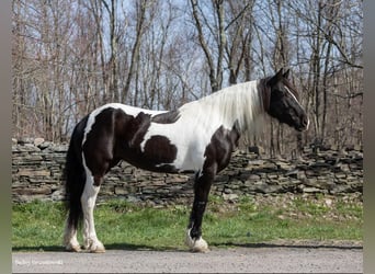 Friesen, Stute, 9 Jahre, Tobiano-alle-Farben