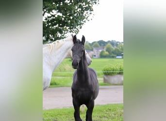 Friesen Mix, Stute, Fohlen (04/2024), Kann Schimmel werden