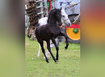 Friesen Mix, Stute, Fohlen (04/2024), Kann Schimmel werden