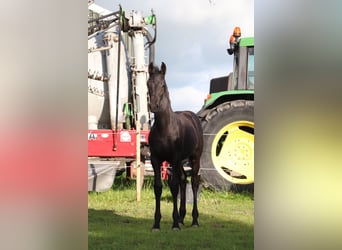 Friesen Mix, Stute, Fohlen (04/2024), Kann Schimmel werden