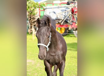 Friesen Mix, Stute, Fohlen (04/2024), Kann Schimmel werden