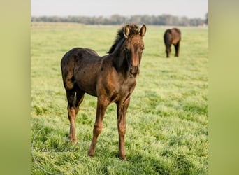 Friesen, Stute, Fohlen (04/2023), Rappe