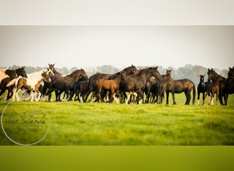 Friesen, Stute, Fohlen (04/2023), Rappe