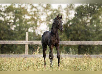 Friesen, Stute, Fohlen (05/2023), Rappe