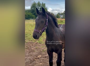 Friesen Mix, Stute, Fohlen (03/2026), Rappe