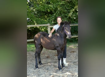 Friesen Mix, Stute, Fohlen (03/2026), Rappe
