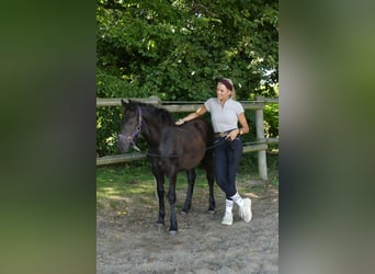 Friesen Mix, Stute, Fohlen (03/2026), Rappe