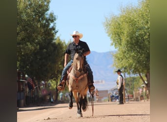 Friesen Mix, Wallach, 10 Jahre, 147 cm, Buckskin