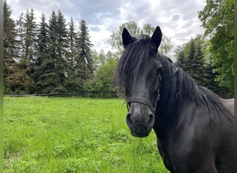 Friesen Mix, Wallach, 10 Jahre, 152 cm, Rappe