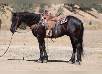 Friesen, Wallach, 10 Jahre, 152 cm, Rappe
