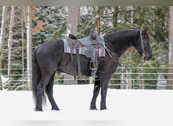 Friesen Mix, Wallach, 10 Jahre, 155 cm, Rappe