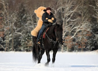 Friesen Mix, Wallach, 10 Jahre, 155 cm