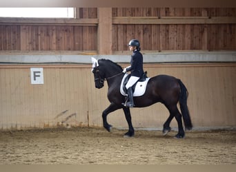 Friesen, Wallach, 10 Jahre, 158 cm, Rappe