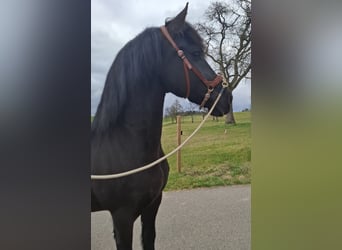 Friesen, Wallach, 10 Jahre, 160 cm, Rappe