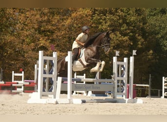 Friesen Mix, Wallach, 10 Jahre, 160 cm, Schecke