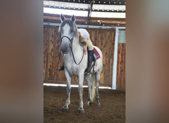 Friesen Mix, Wallach, 10 Jahre, 160 cm, Schimmel