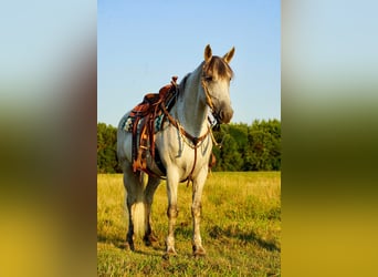 Friesen Mix, Wallach, 10 Jahre, 160 cm, Schimmel