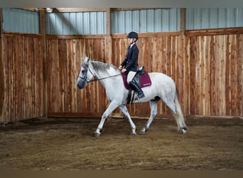 Friesen Mix, Wallach, 10 Jahre, 160 cm, Schimmel