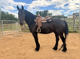 Friesen Mix, Wallach, 10 Jahre, 163 cm, Rappe