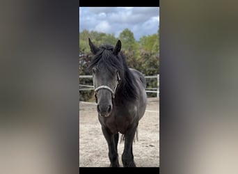 Friesen, Wallach, 10 Jahre, 163 cm, Rappe