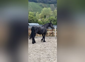 Friesen, Wallach, 10 Jahre, 163 cm, Rappe