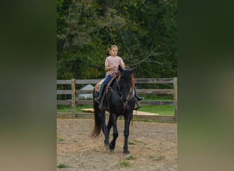 Friesen Mix, Wallach, 10 Jahre, 163 cm, Rappe