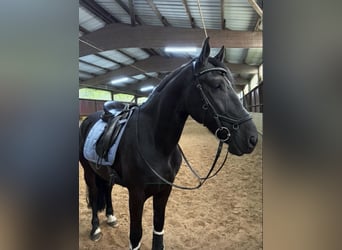Friesen Mix, Wallach, 10 Jahre, 164 cm, Rappe