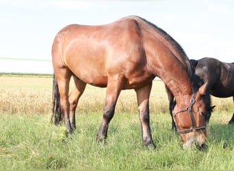 Friesen Mix, Wallach, 10 Jahre, 165 cm, Brauner