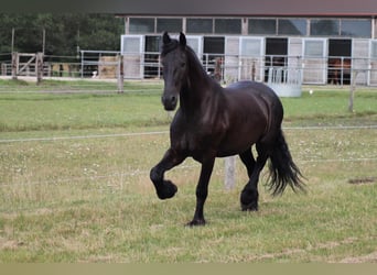 Friesen, Wallach, 10 Jahre, 166 cm, Rappe