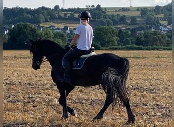 Friesen Mix, Wallach, 10 Jahre, 168 cm, Rappe